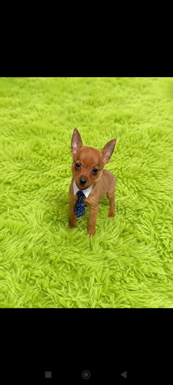 Pinscher