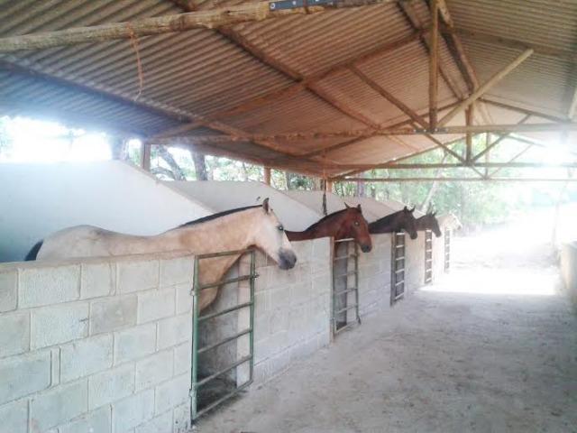 Haras 50 Ha Mateus Leme - Foto 5