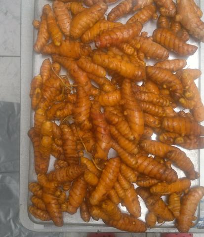 Cúrcuma ( açafrão da terra ) - Foto 2