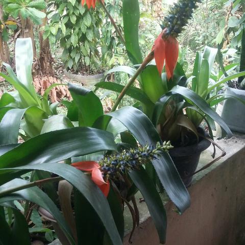 Plantas mudas baratas - Foto 2