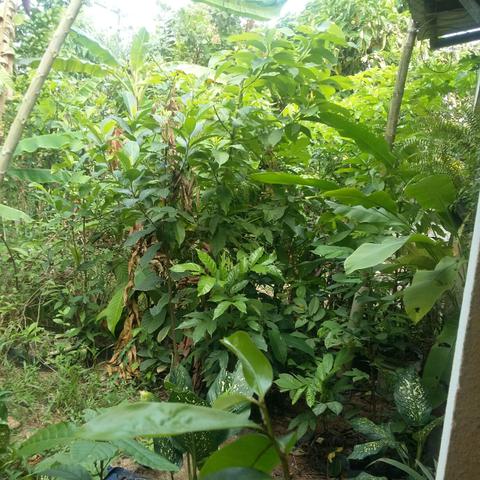 Plantas mudas baratas