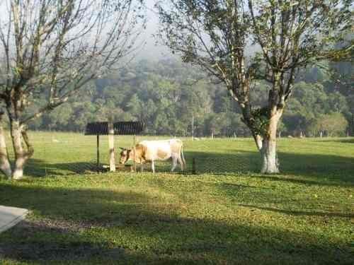 Terreno Rural Sitio /Chácara com 5,5 alqueires (porteira fechada) ótima localização