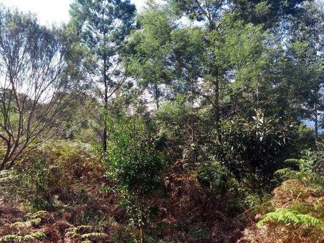 Chácara 3,0 Ha Terceira Légua - Foto 2