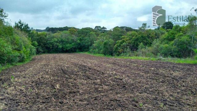 Chácara no campo largo da roseira, são josé dos pinhais. - Foto 7