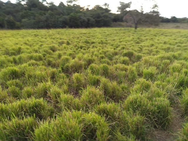 Excelente Fazenda de 1.955,79 Hectares em Formosa-GO - Foto 4