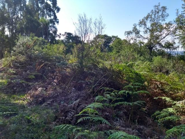 Chácara 3,0 Ha Terceira Légua - Foto 5