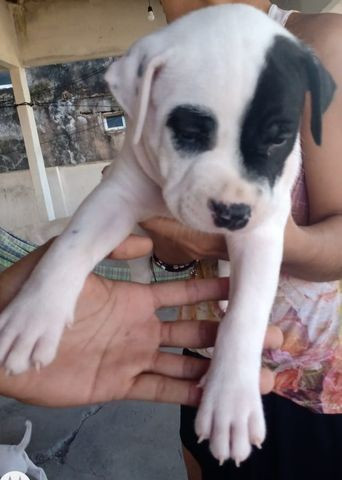 Apbt Moderno, Leiam a descrição - Foto 2