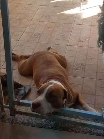 Alguma namorada pro Thor aí ??? Pitbull Red house puro - Foto 2
