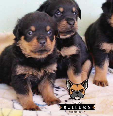 Rottweiler femea filhote - Foto 2