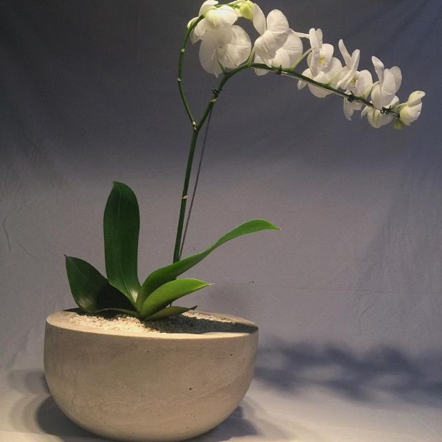 Vaso de cimento com orquídea natural - Foto 2