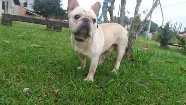 Bulldog Francês (Procura namorada para cobertura) - Foto 5