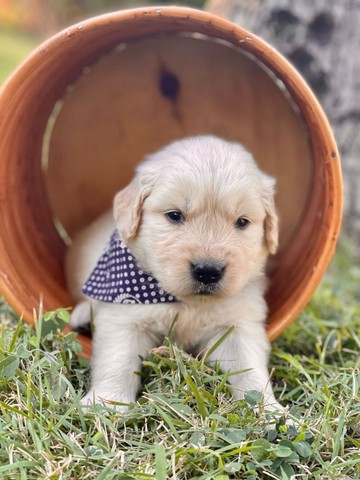 Lindos Golden retriver @canilcanaa