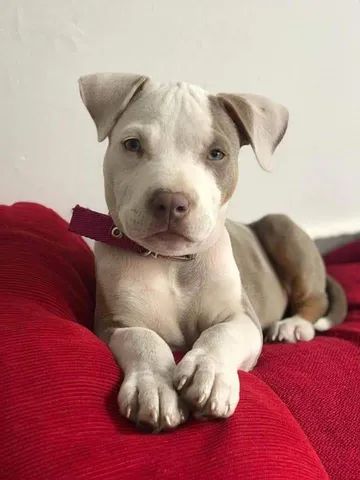 Pit Bull filhotes disponíveis 