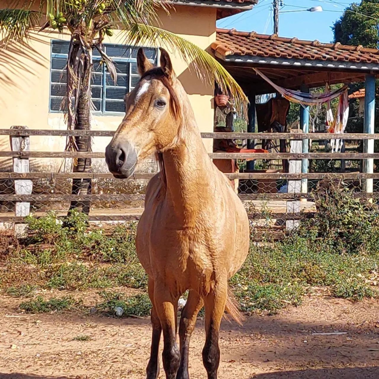 Cavalo Manga Larga  - Foto 4