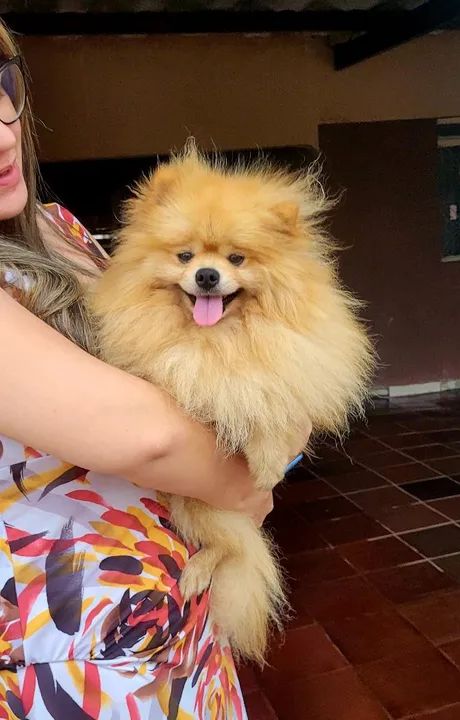 filhotes de Spitz Alemão - Foto 2