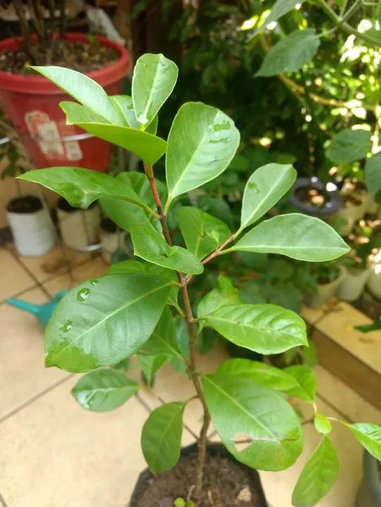 Vendo Mudas de Araçá Vermelho - Guarulhos  - Foto 2