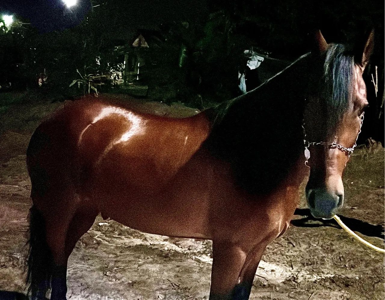 Cavalo MM (Mangalarga)