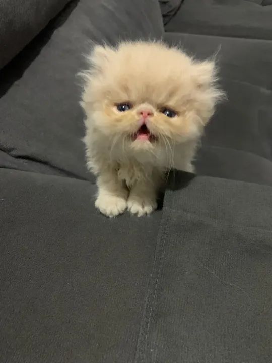 Filhote de persa macho   - Foto 3