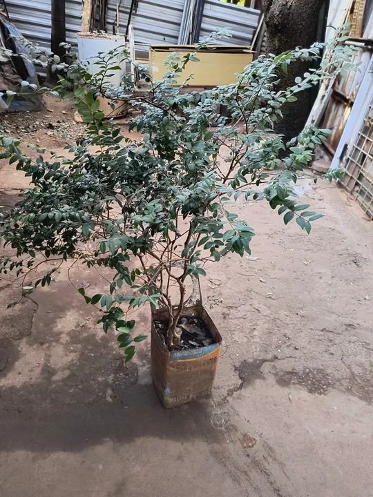 Mudas de jabuticaba  - Foto 2