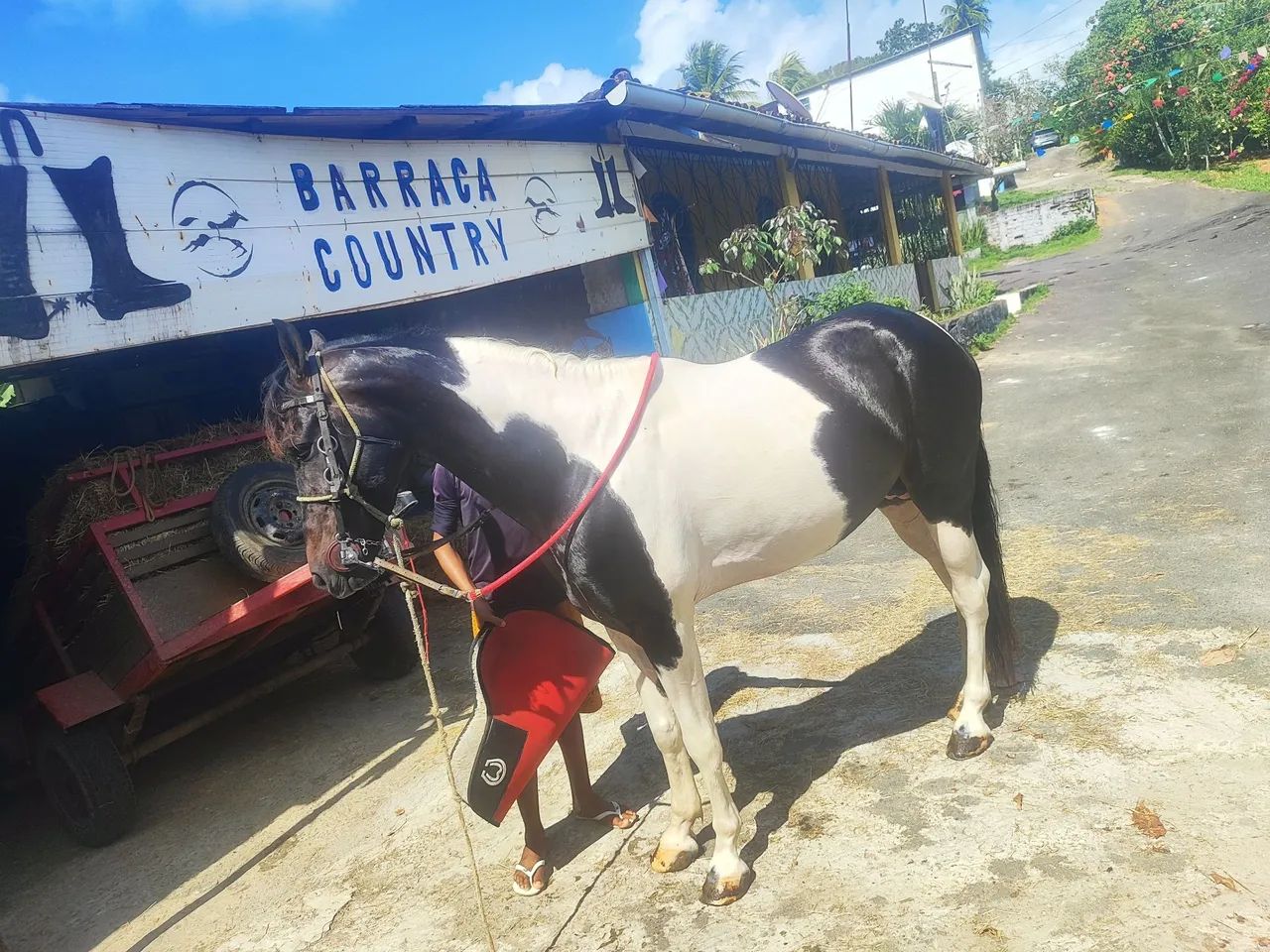 Cavalo pampa de preto Homozigoto 