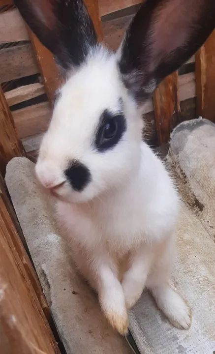 Dois coelhos por 80 - Foto 3