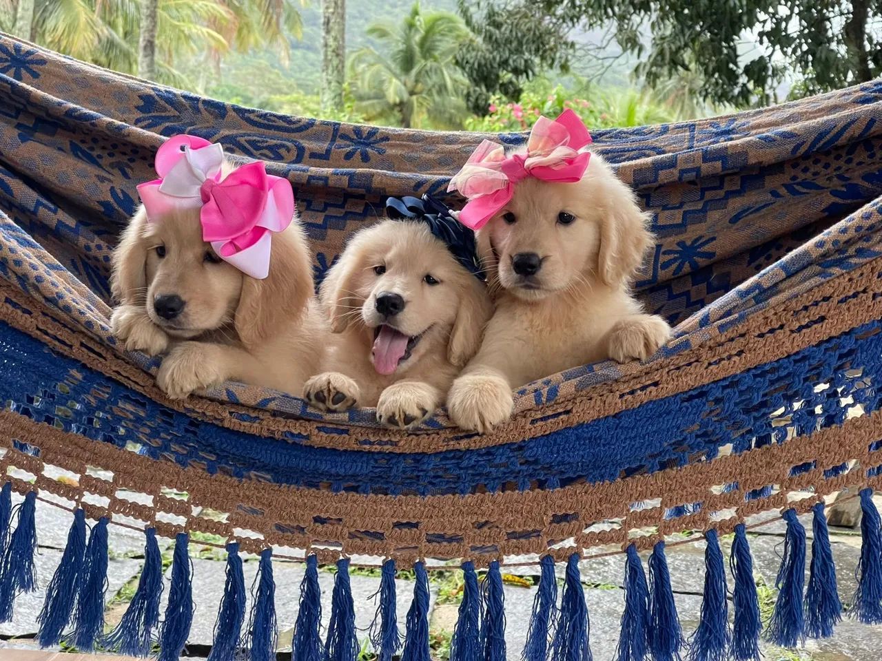 Golden Retriever Filhotes Lindos - Foto 3
