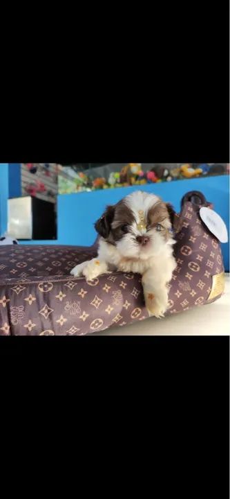 Shih tzu mini fêmea $2.400,00