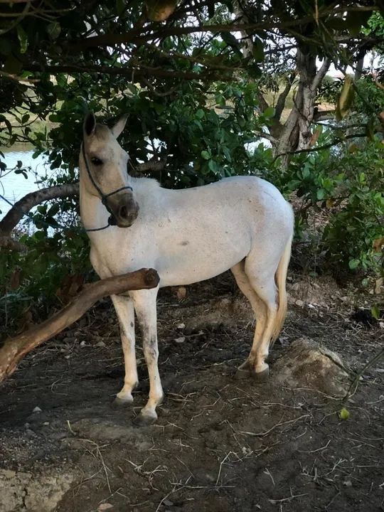 Egua tordilha, mais potra de pelagem pampa  - Foto 3