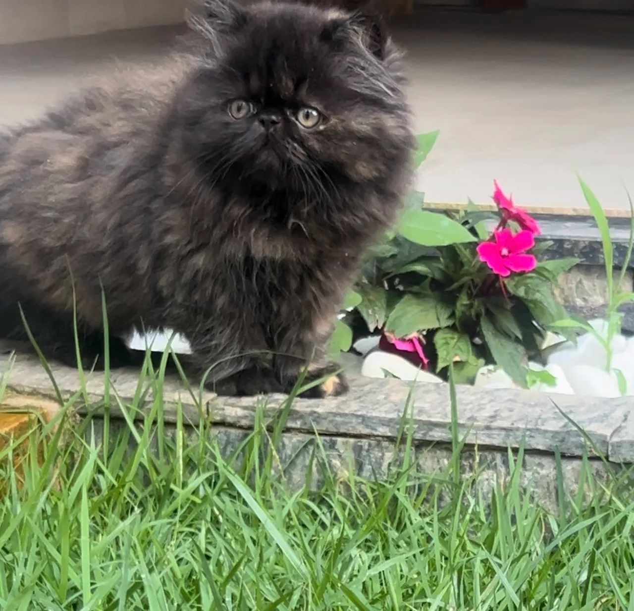 Filhote de Persa Fêmea  - Foto 3