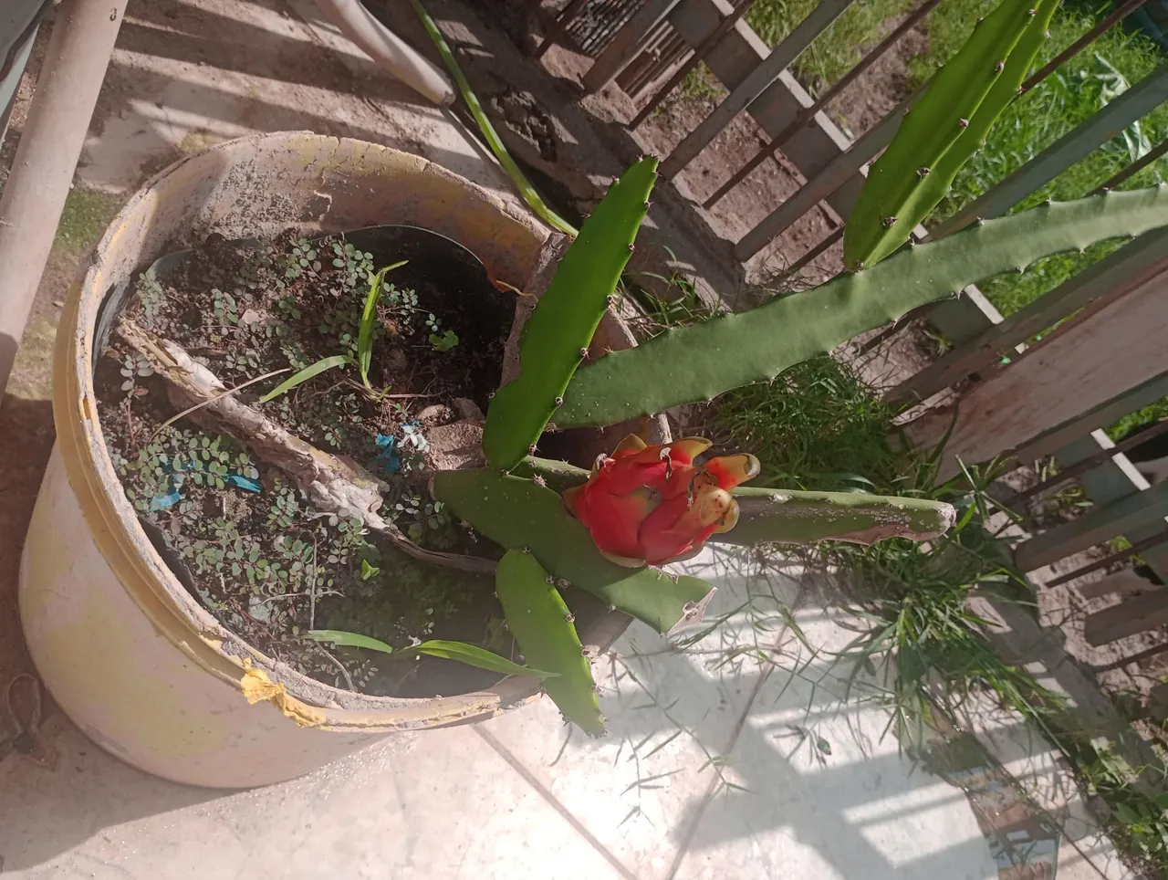 Pitaya branca produzindo