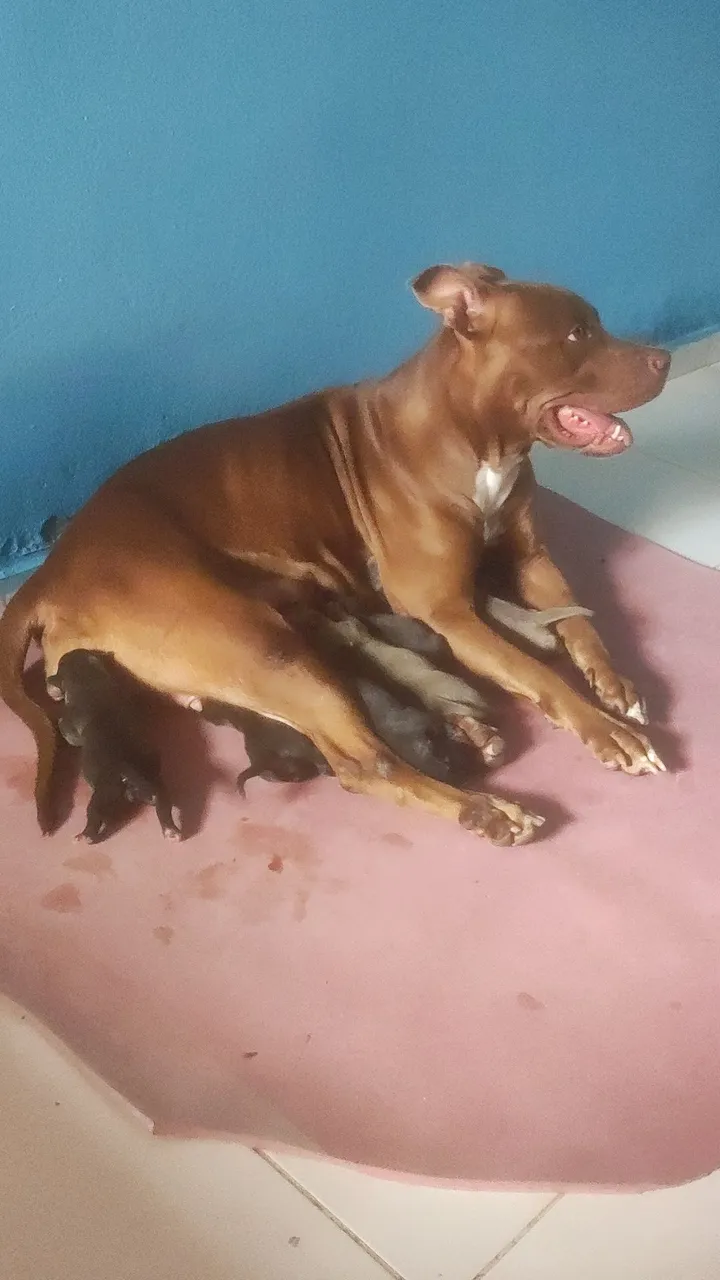 Filhotes de Pitbull com American Bully
