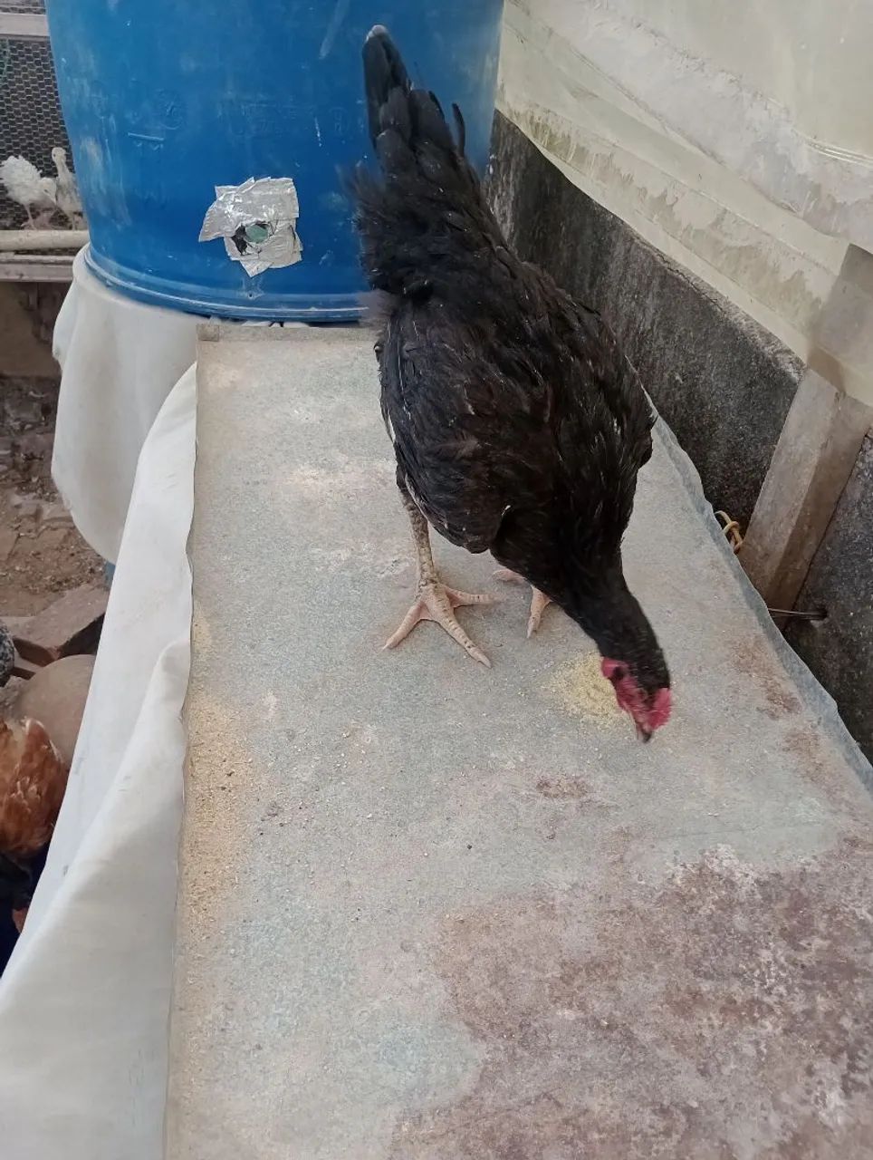 Frangos negro e carijó  - Foto 4