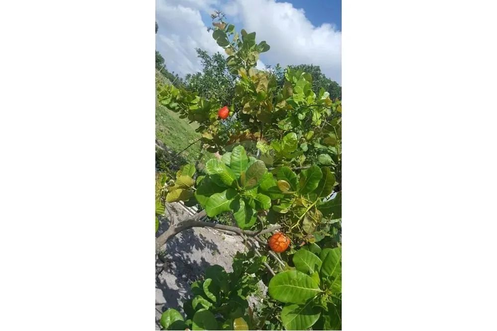 TERRENO (Fazenda em Piaçabuçu, AL - 687 ha) - Foto 15