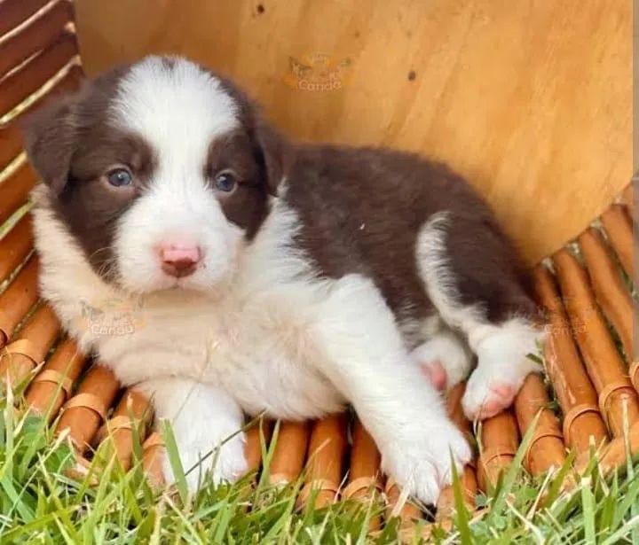 Filhote de Border Collie | Border Collie com pedigree | Hero Dog?s 