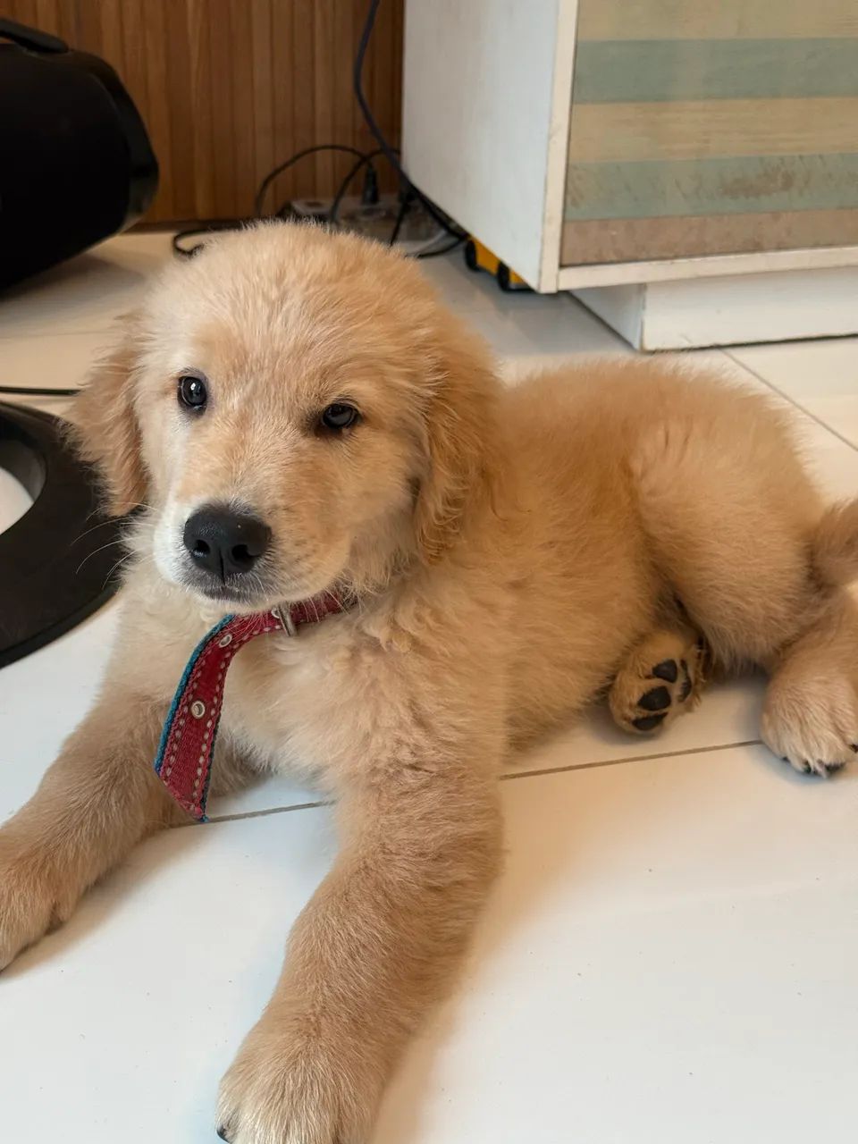 Goldem retriever 3 meses R$ 1.800 - Foto 4