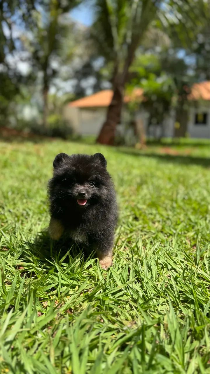 Lulu da Pomerania Anão  - Foto 4