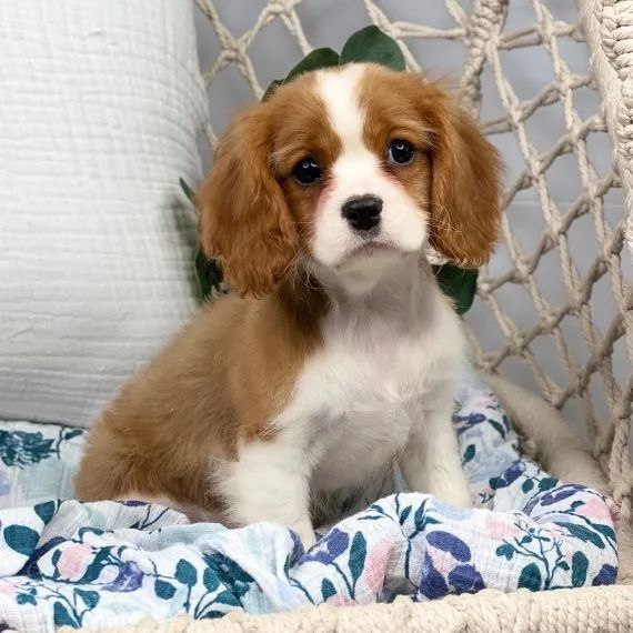 Olx Portugal King Charles Spaniel Olx Companie Olx Cavalier Deals