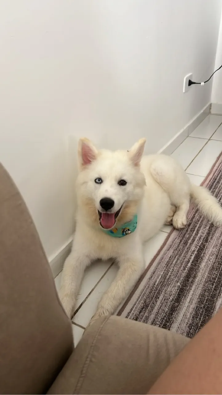 Husky siberiano