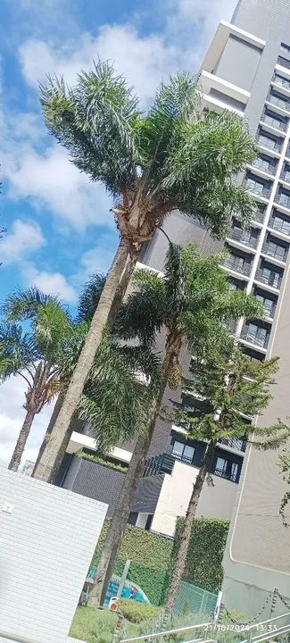 Cortês e podas de árvores  - Foto 4