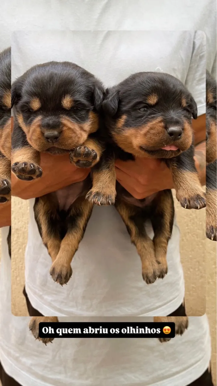 Filhotes de Rottweiler disponíveis!