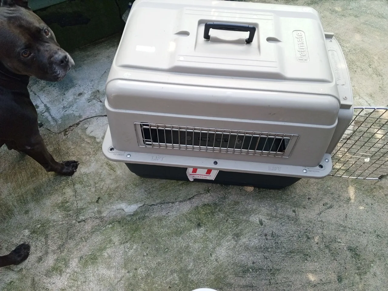 Transporte para cães Petmate - Conforto e segurança