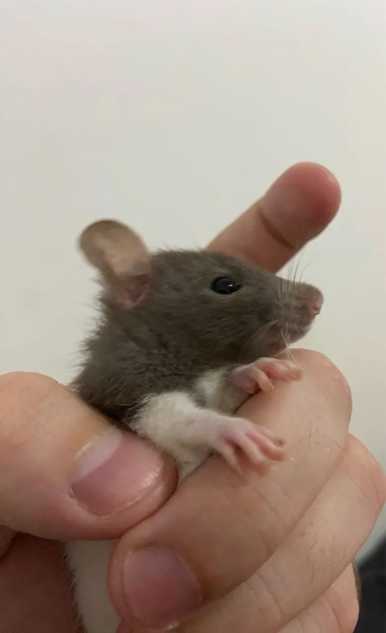 Vendo Ratinhos Filhotes (Raça Twister Standard) - 1 mês e 4 dias - R$50,00 cada