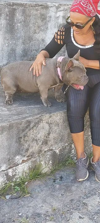 Filhote de American Bully - Cinza - Foto 6