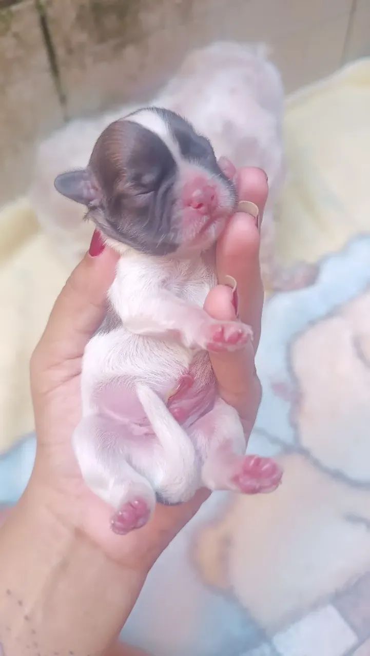 Filhote de cachorro - Foto 4