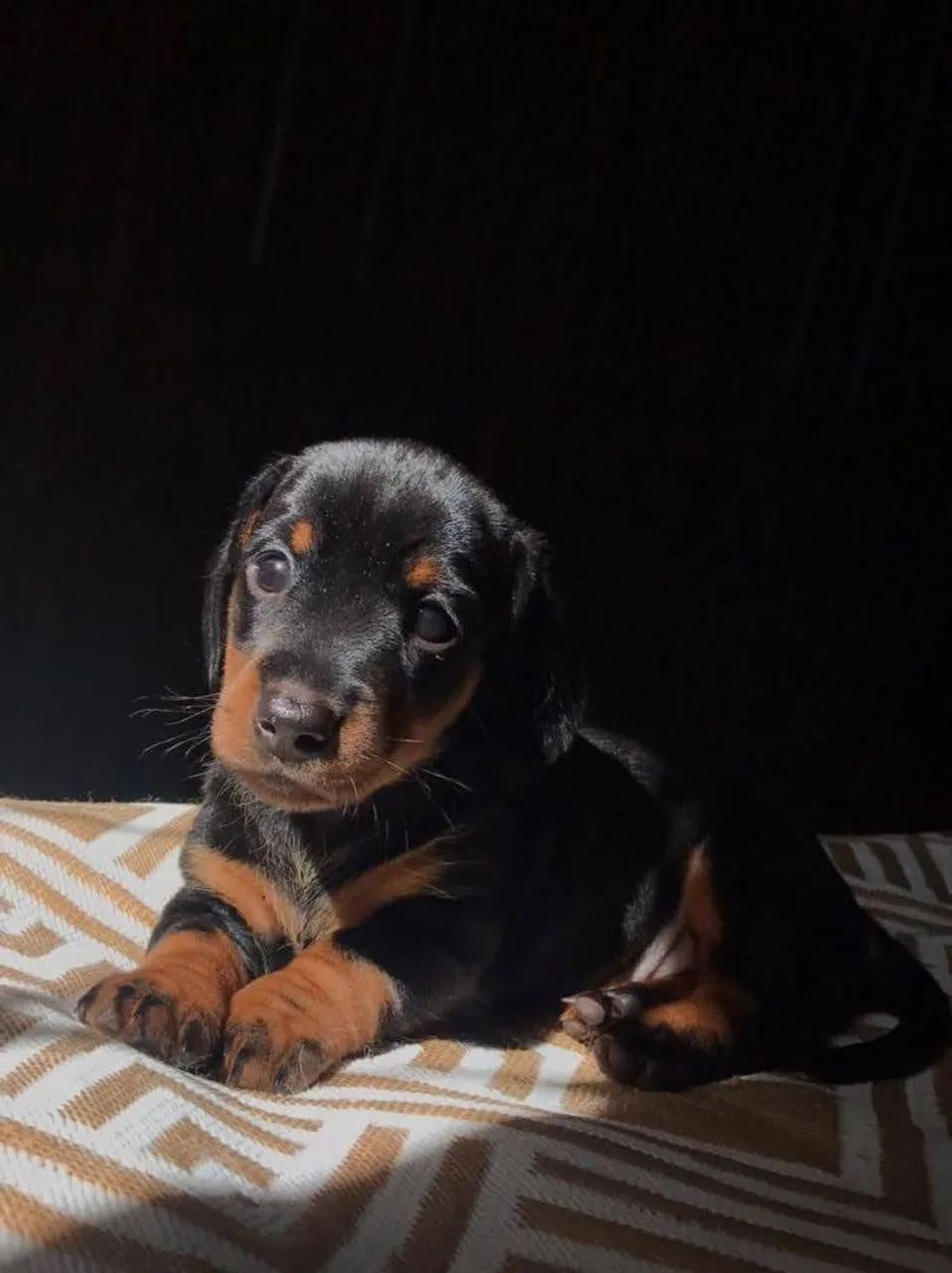 Filhote de Dachshund arlequim  - Foto 4
