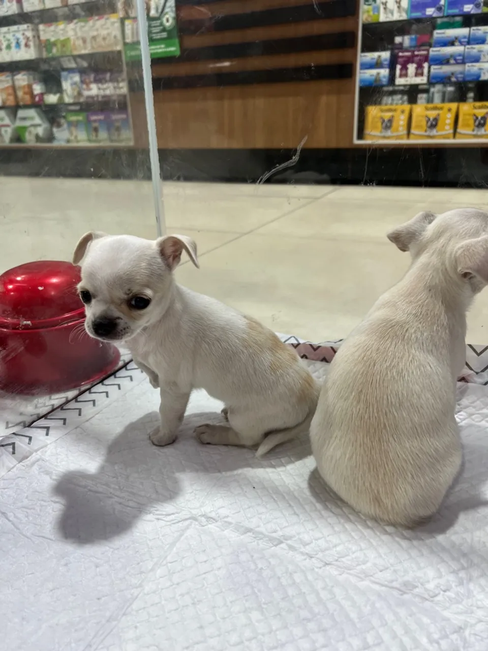 Chihuahua macho