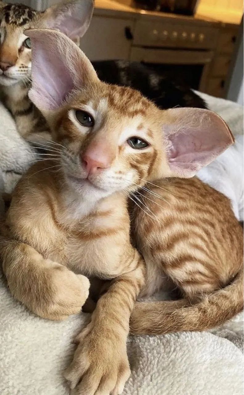 Filhotes de Elf - Beleza Única e Personalidade Cativante - Foto 2