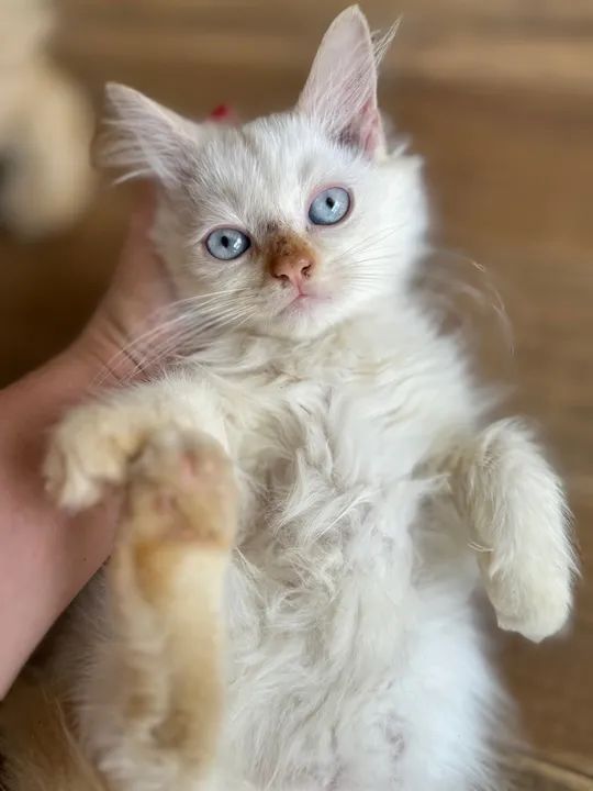 Filhotes Mestiços Persa - Foto 2