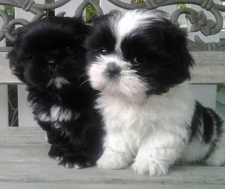Dois filhotes de Shih Tzu FÊMEAS!! Black 