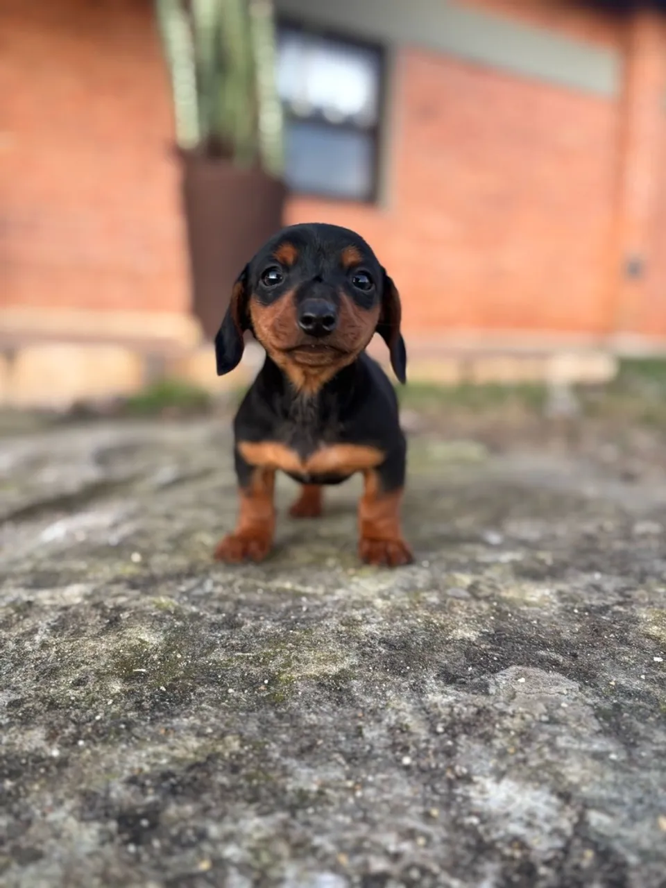 Dachshund